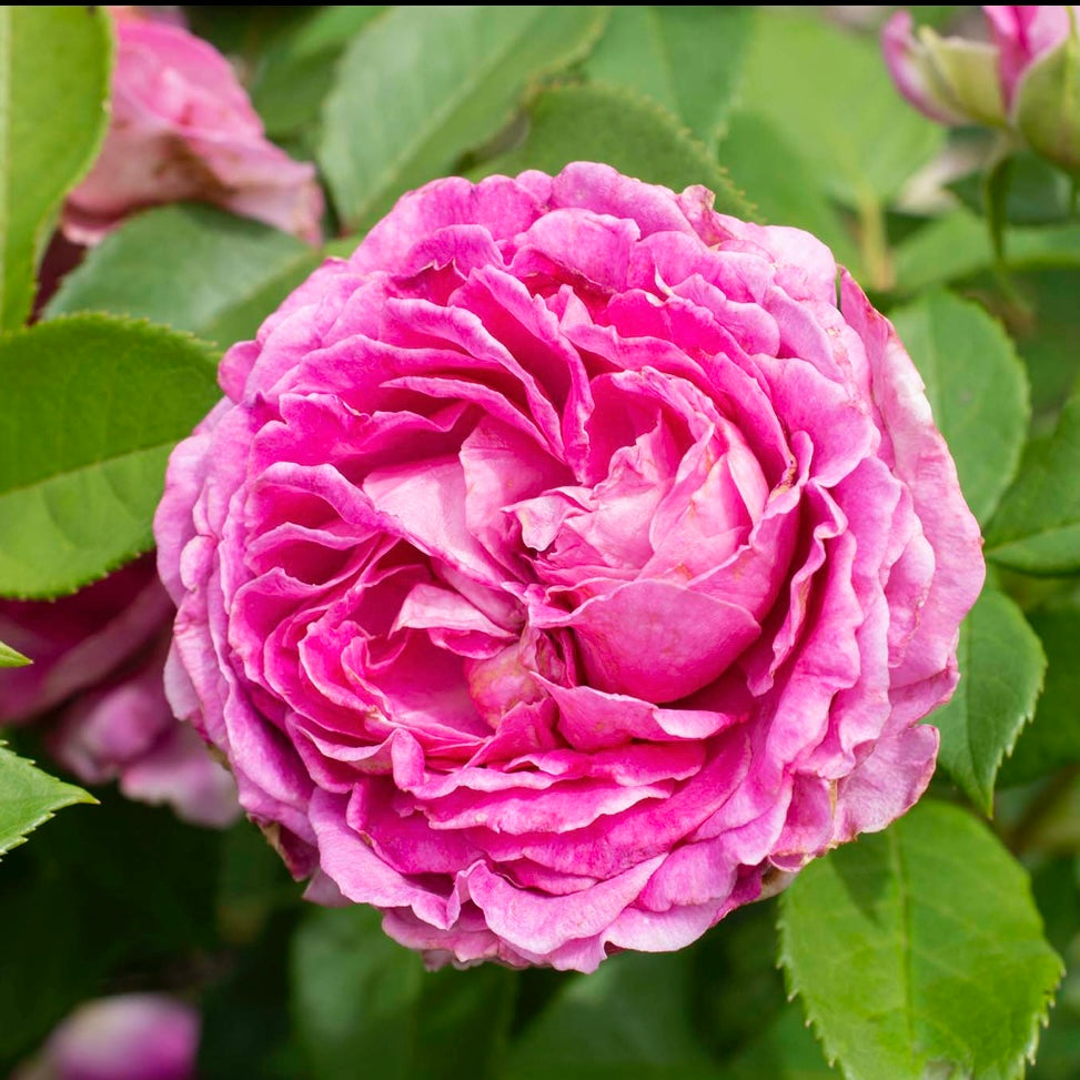 Raspberry Cupcake image 0