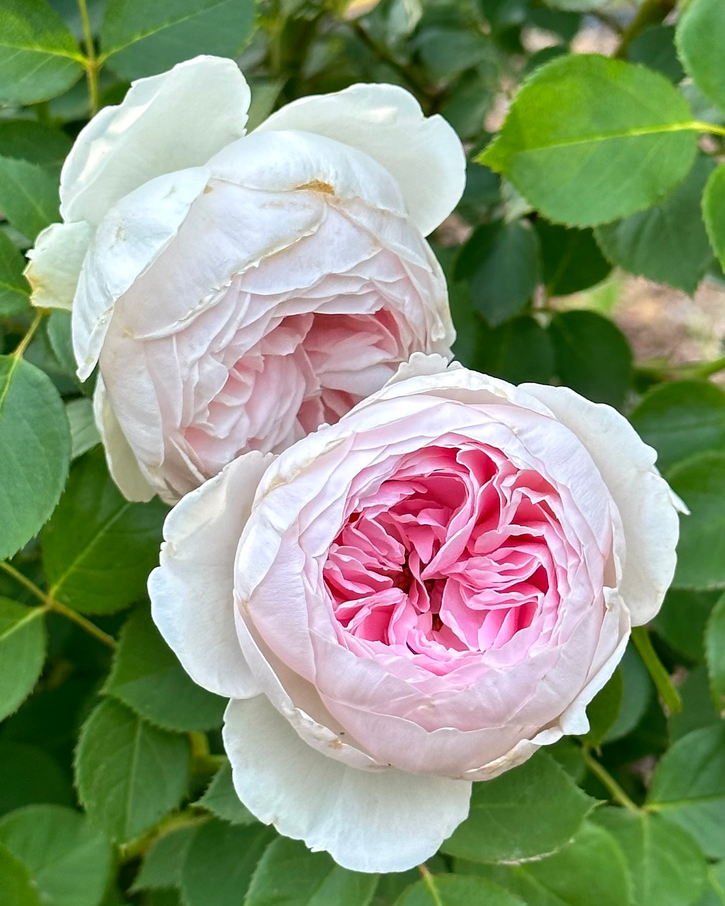 Earth Angel™ image 0