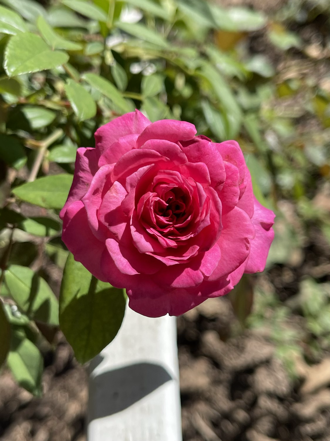 Flamenco Rosita image 0