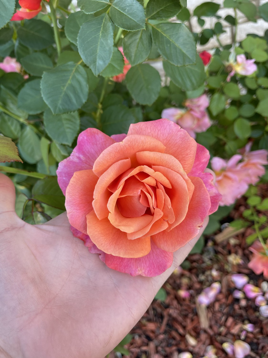 Easy Does It image 1