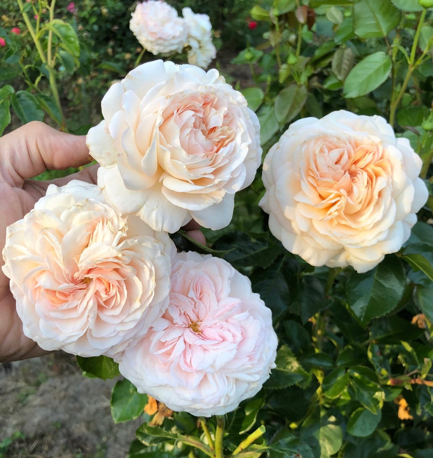 Angel’s Delight image 3