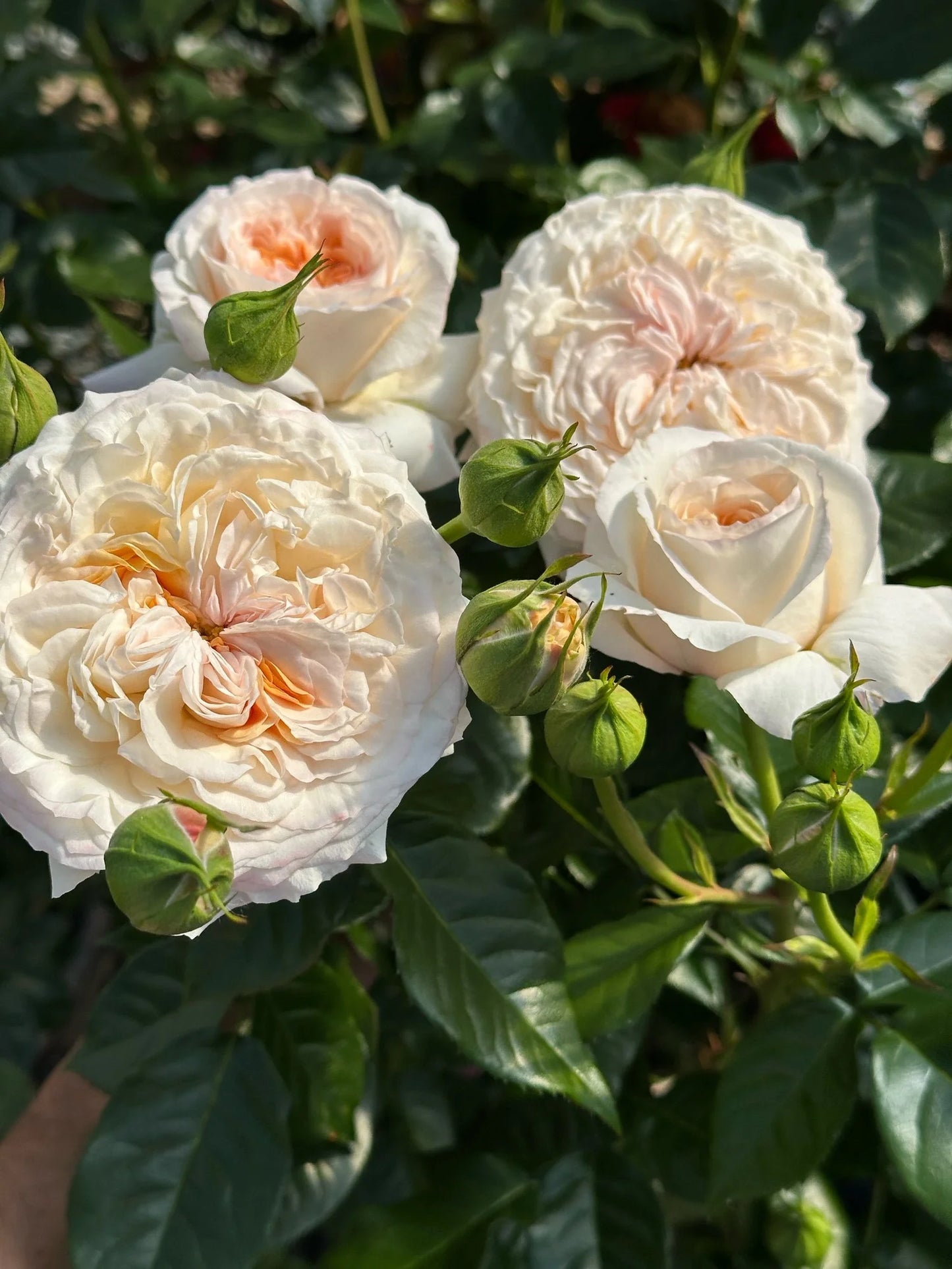 Angel’s Delight image 2