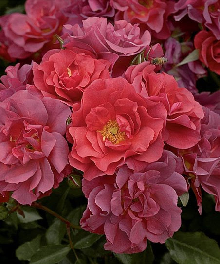 Cinco de Mayo image 0