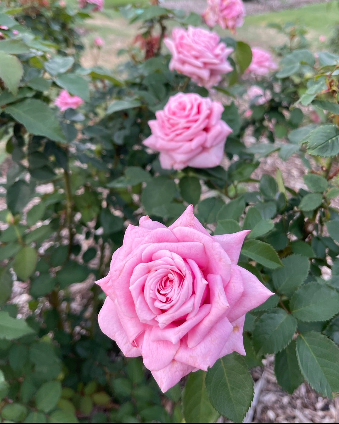 Belinda's Dream image 0