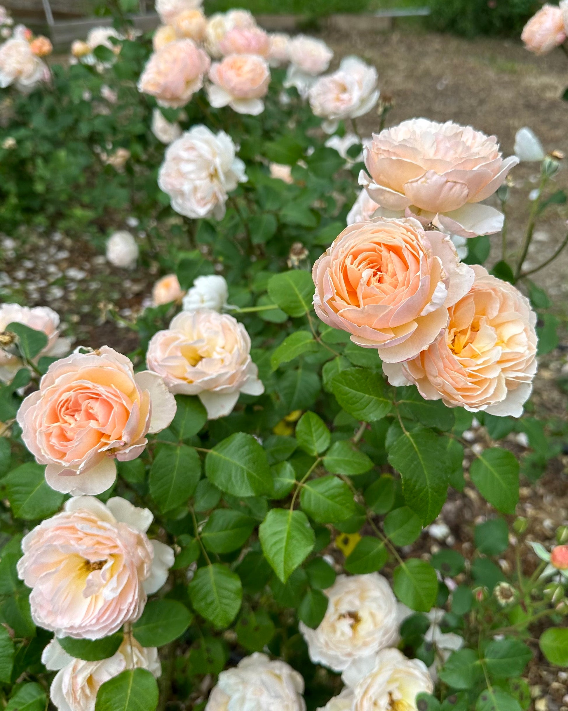 Moonlight in Paris image 1