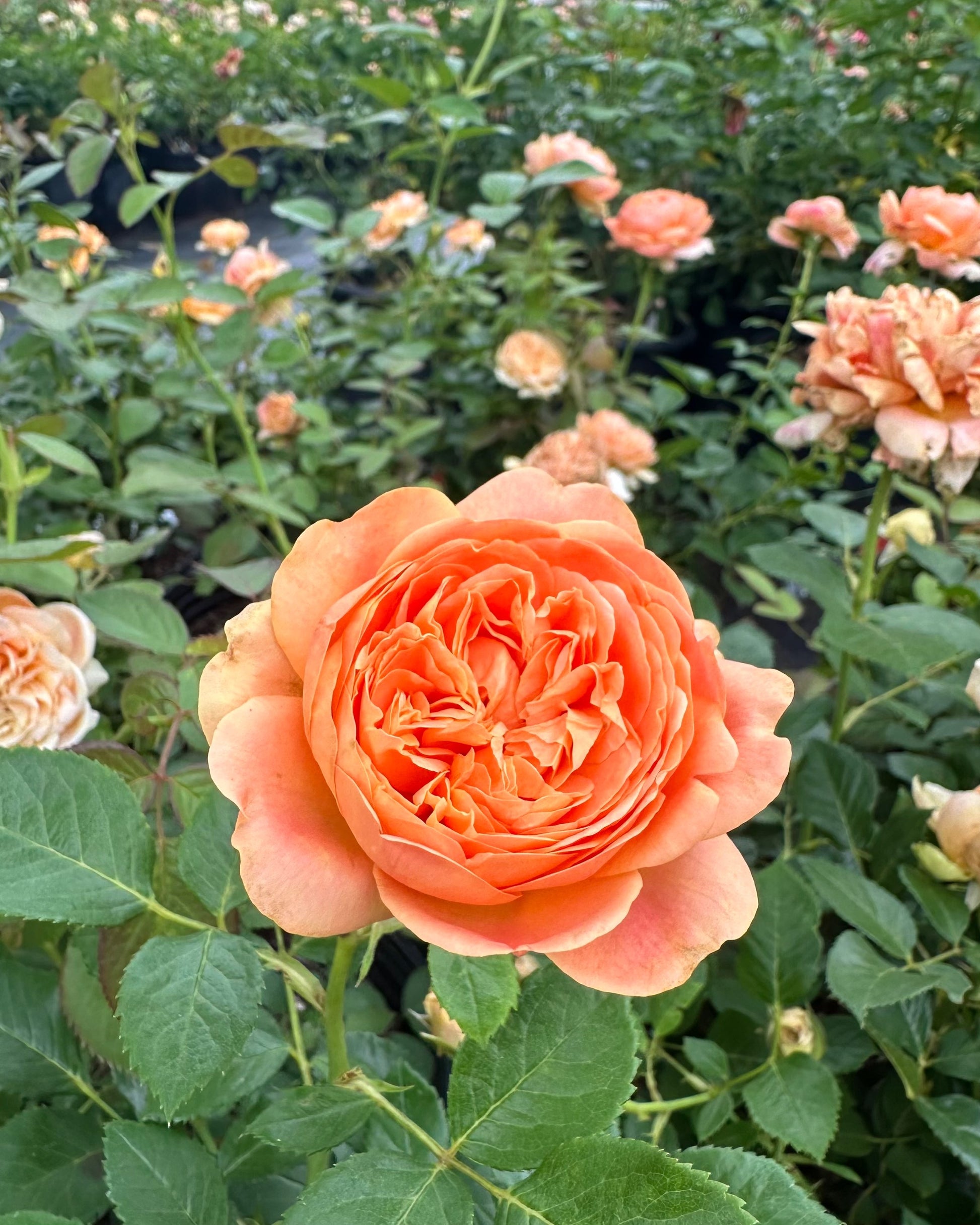 Double Ambre image 1