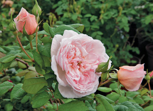 Sweet Frances image 1