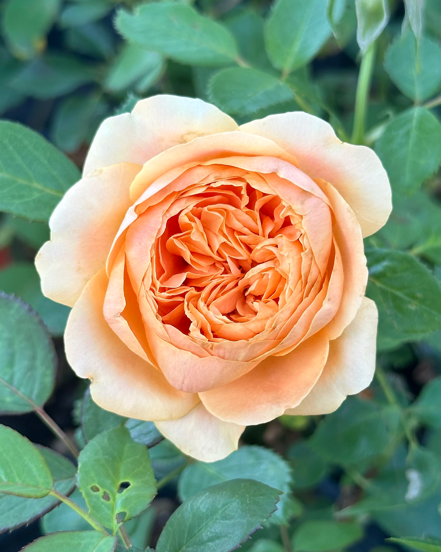 Double Ambre image 4