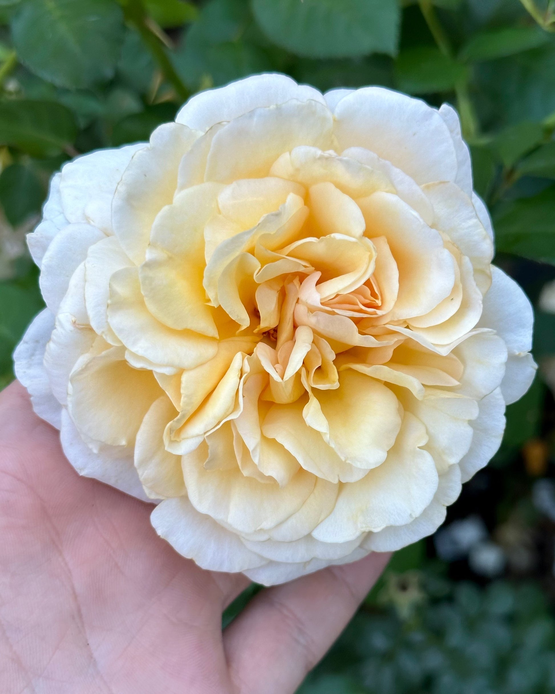 Commonwealth Glory (HARclue) image 0