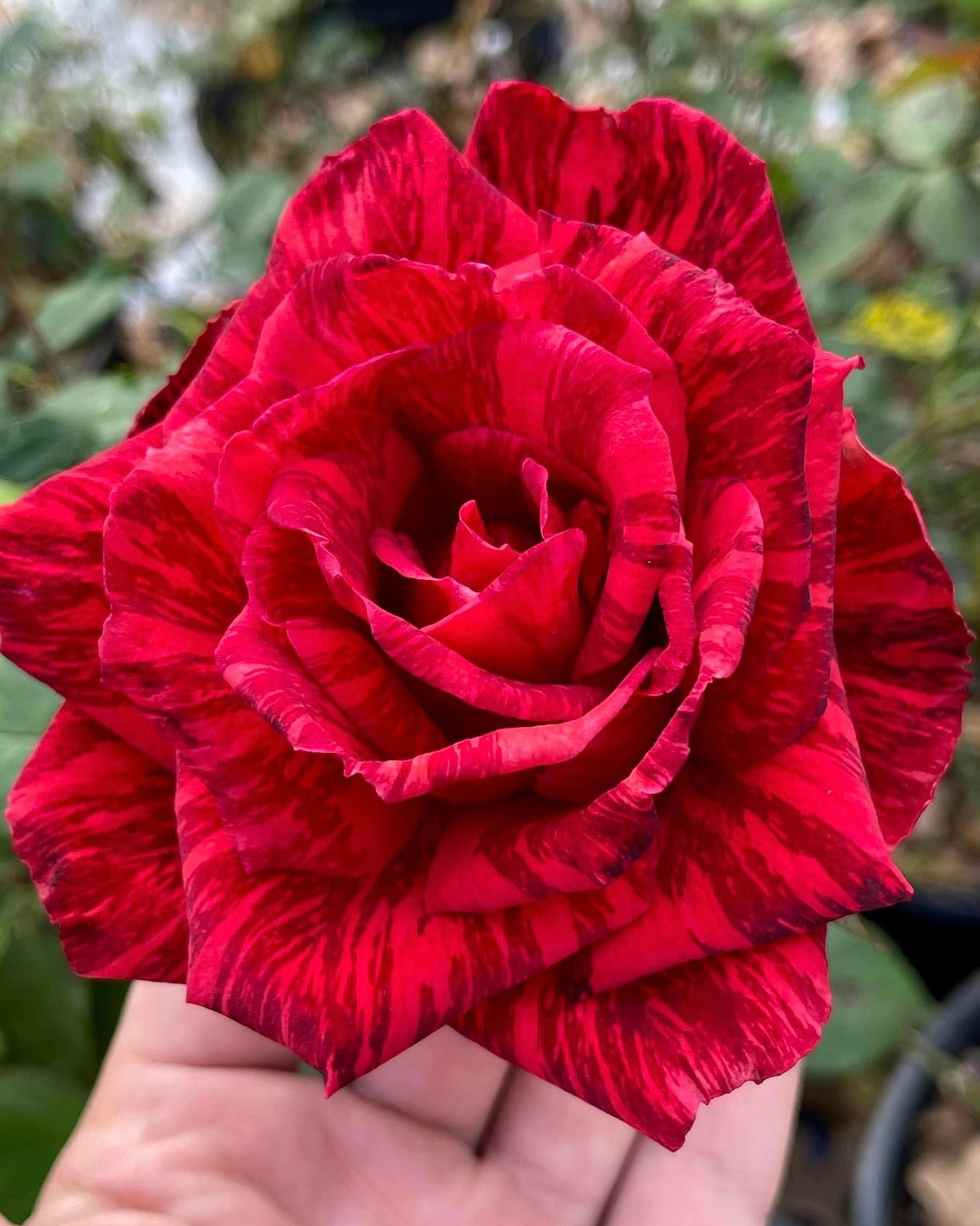 Red Intuition (DELstriro) image 0