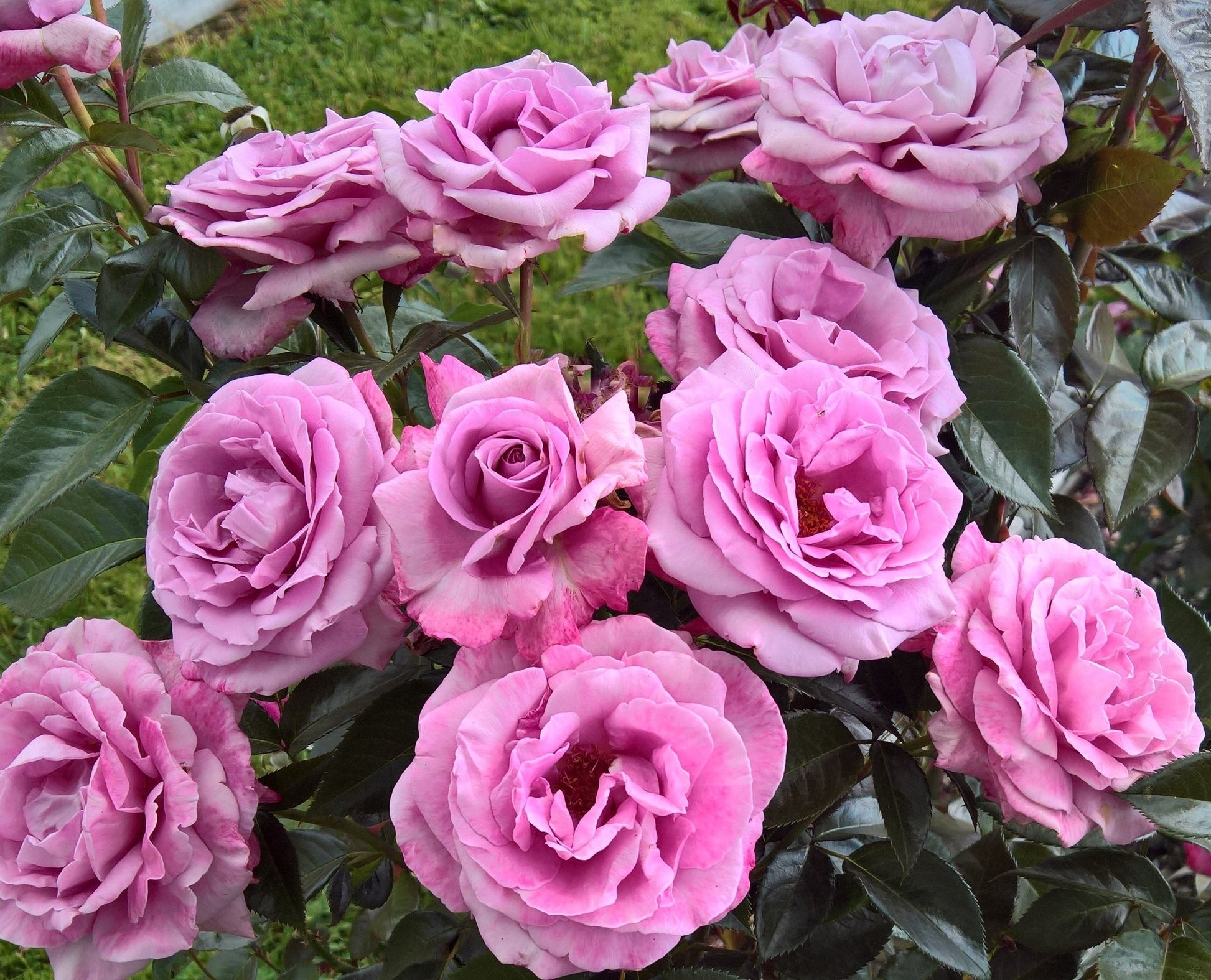 Perfumed Kiss image 1