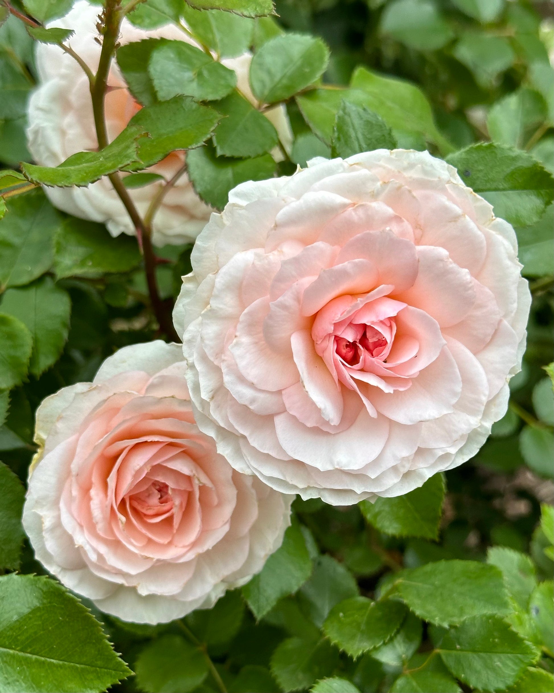 Elegant Fairy Tale (KORterschi) image 0