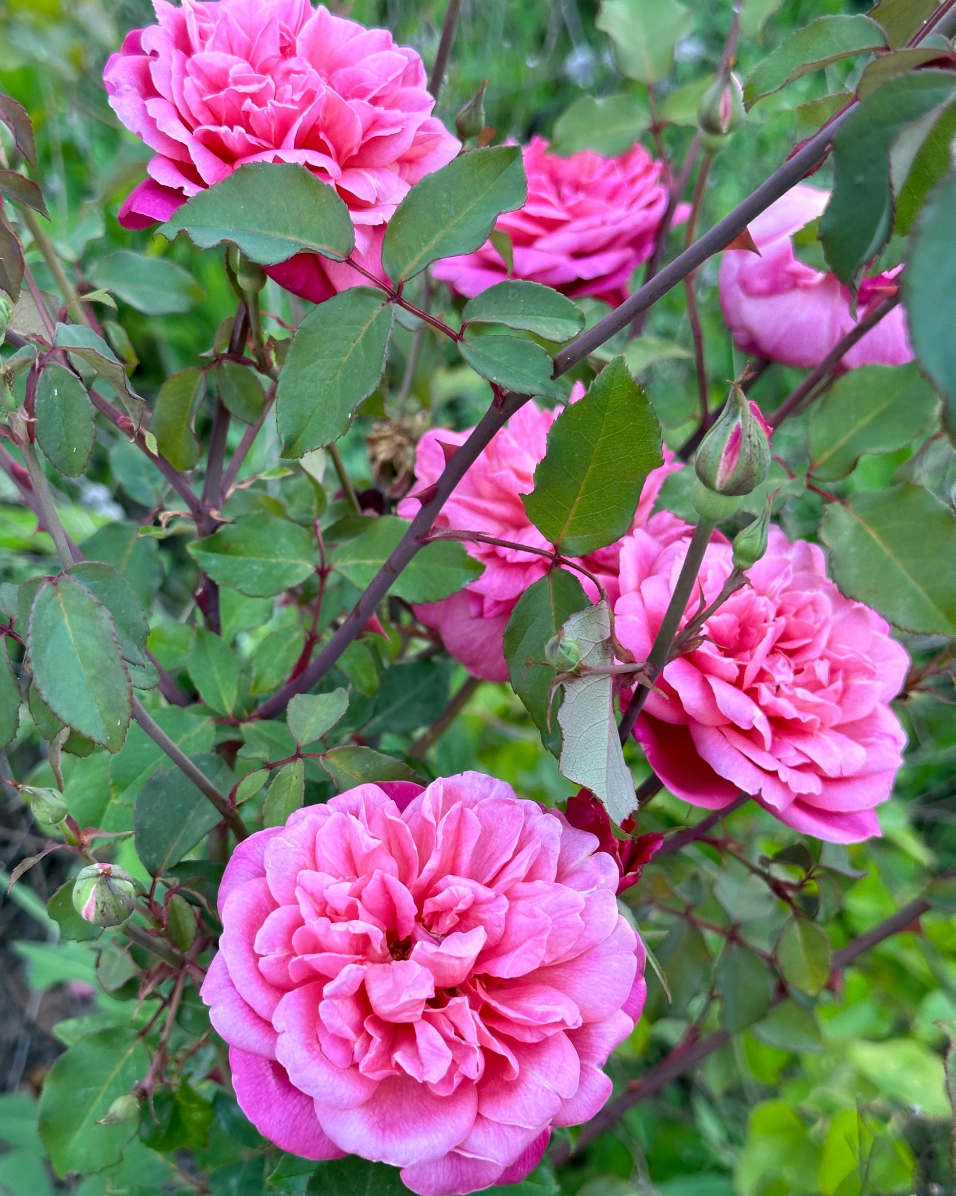 Monsieur Tillier image 2