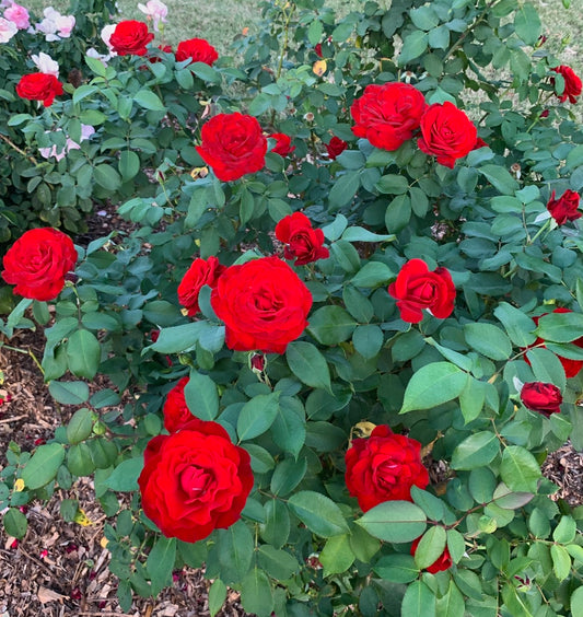 Dame de Couer image 0