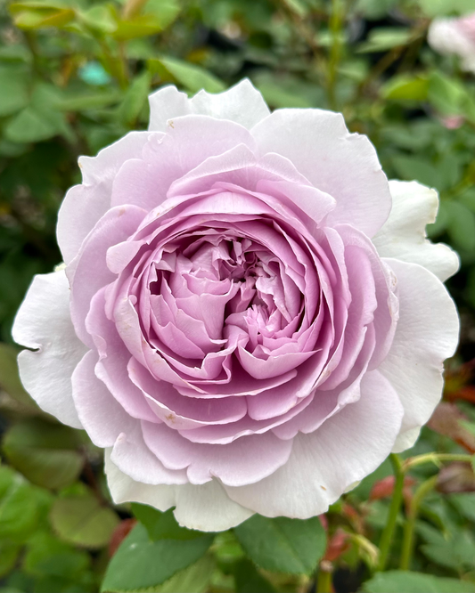 Faint Blue (Yinyin Qing) image 0