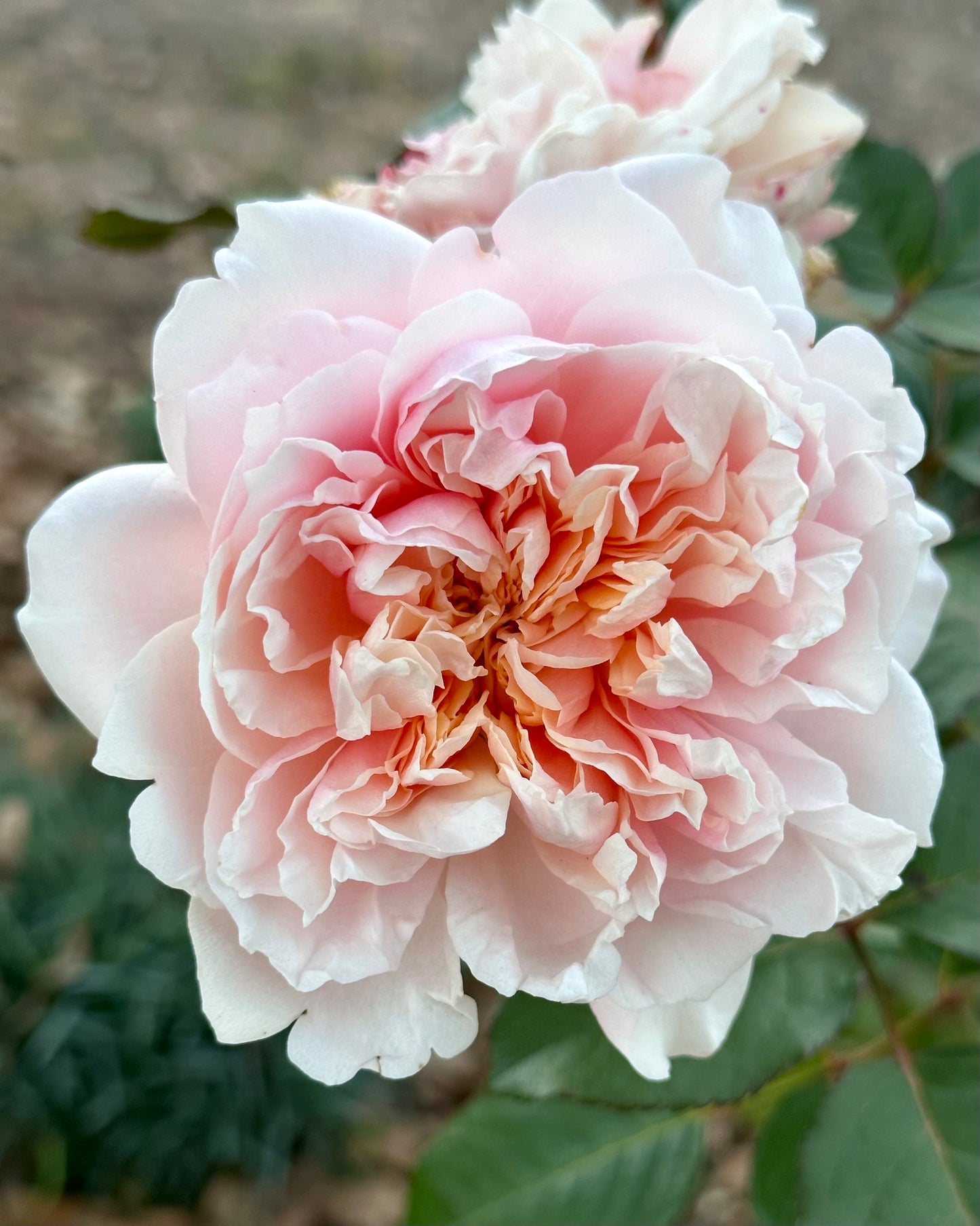 Thalia (SAUmytil) image 1