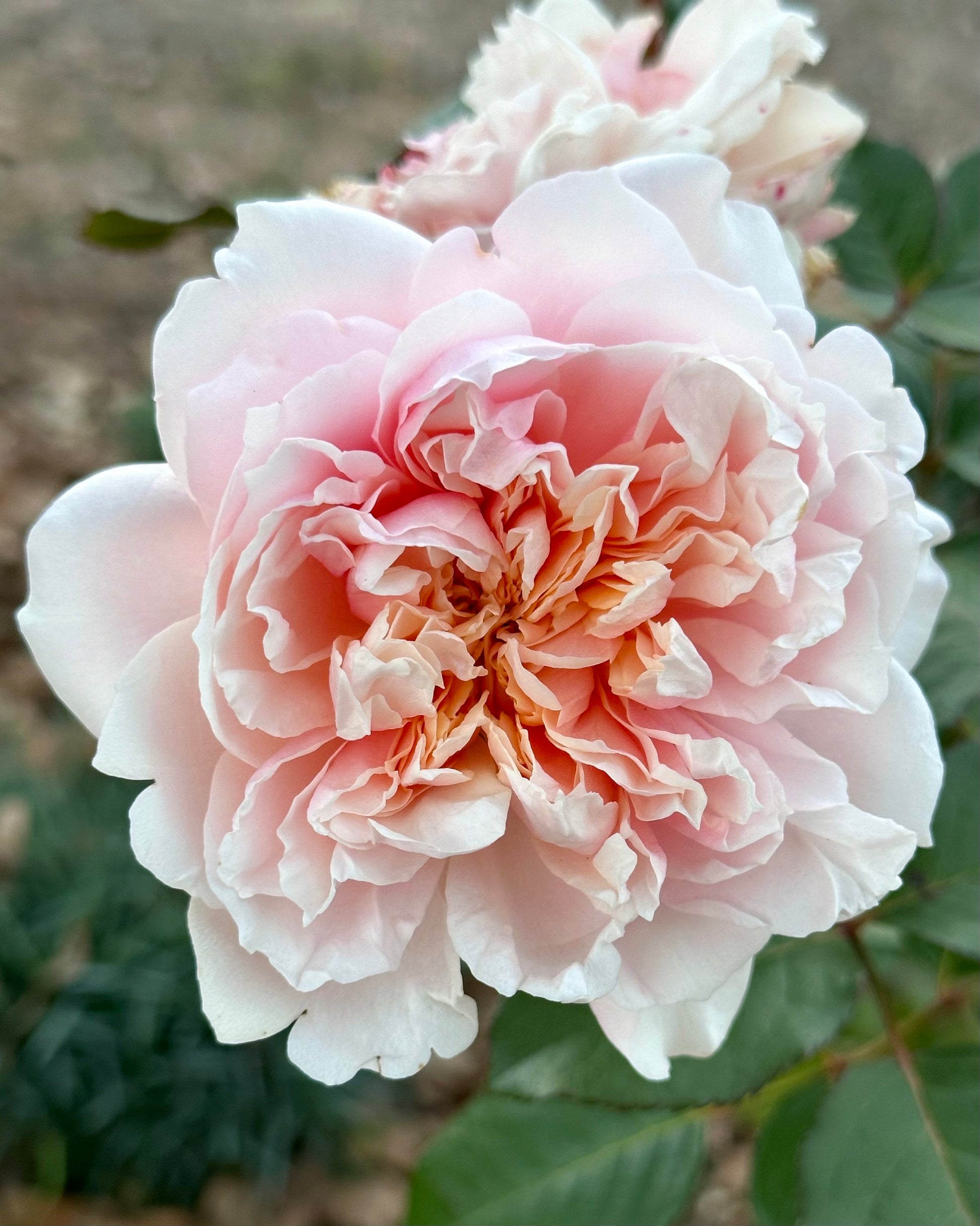 Thalia (SAUmytil) image 1