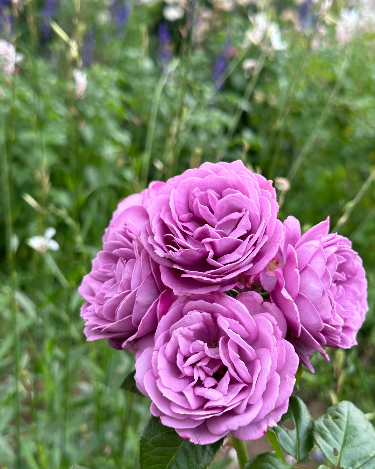 Kinda Blue (KOR04/2033-08) image 1