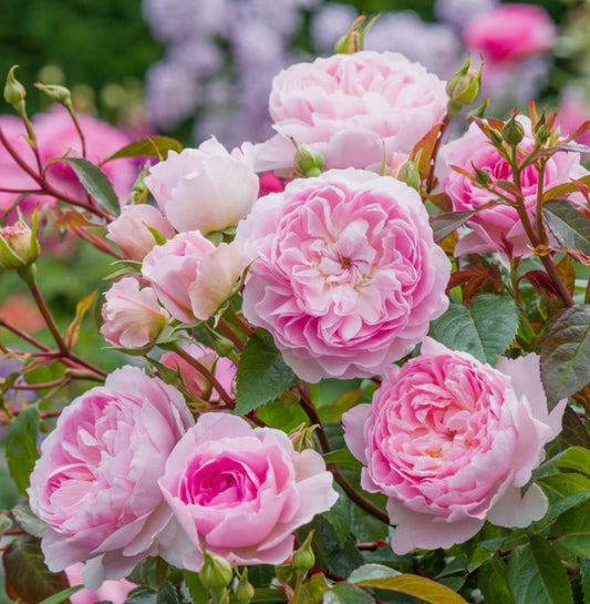 Silas Marner image 0