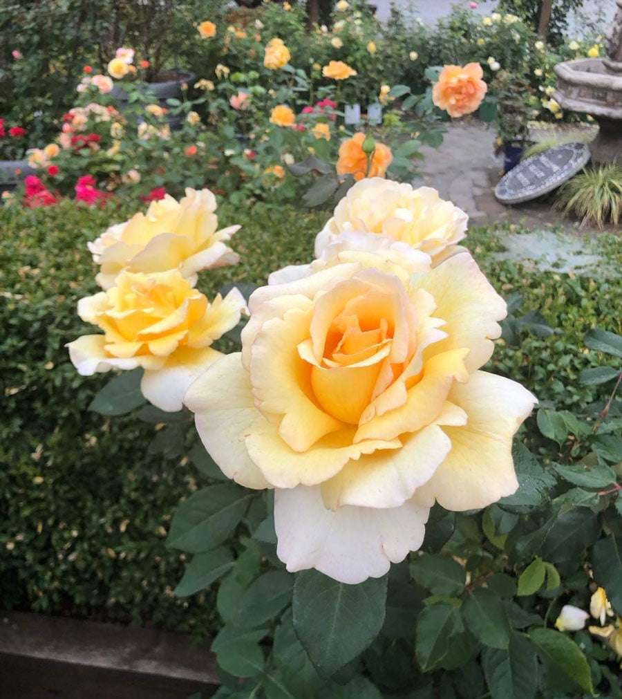 Heavenly Splendor image 2