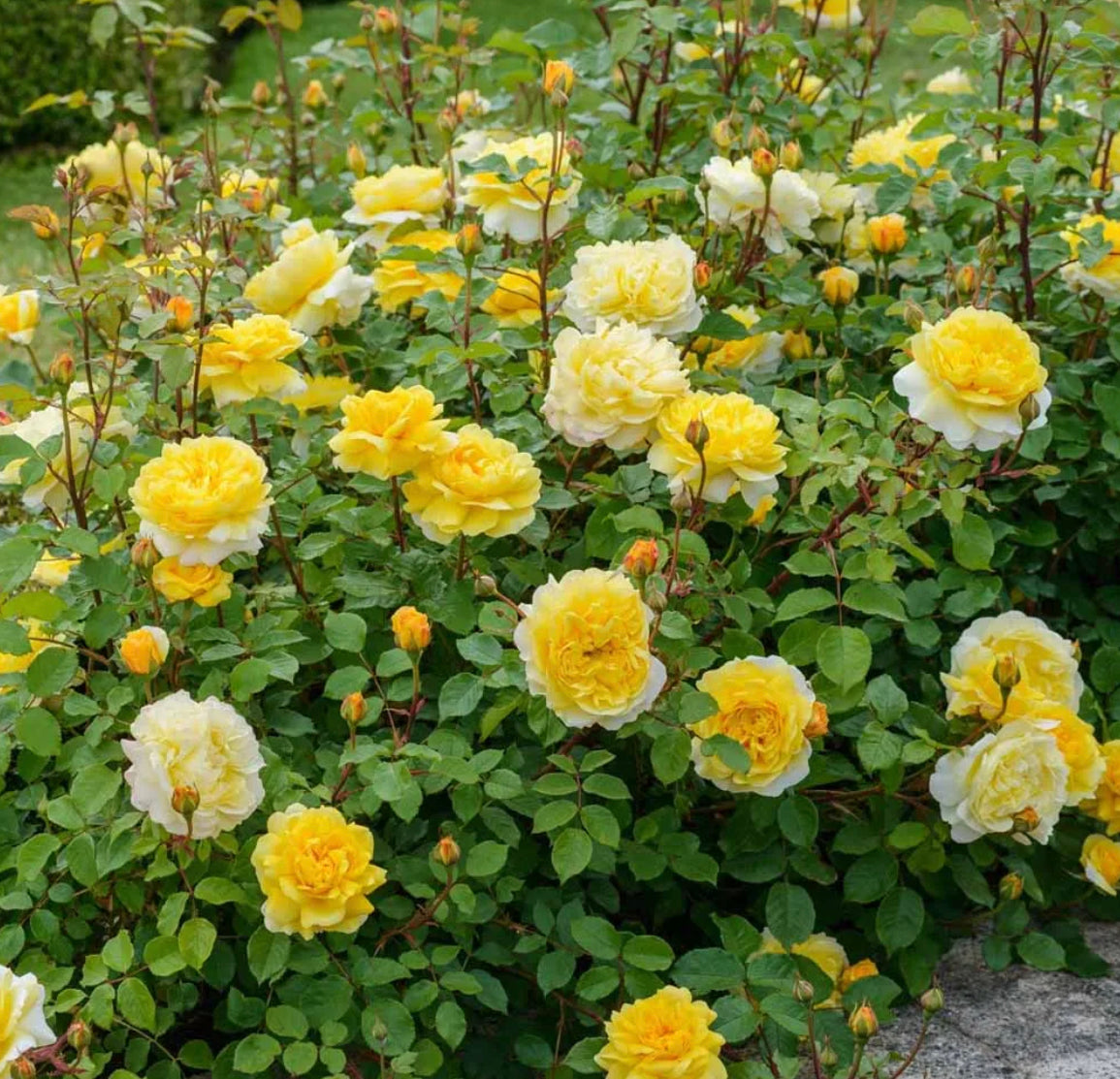 The Poet's Wife image 0