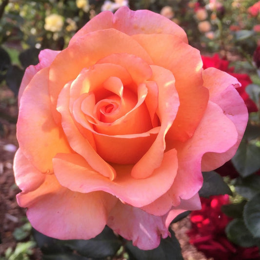 George's 90th Birthday image 0