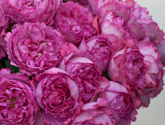 Queen Adelaide (MEIvildo) image 0