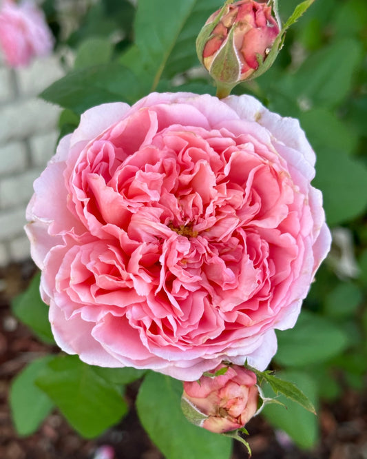 Prairieville Prince image 0