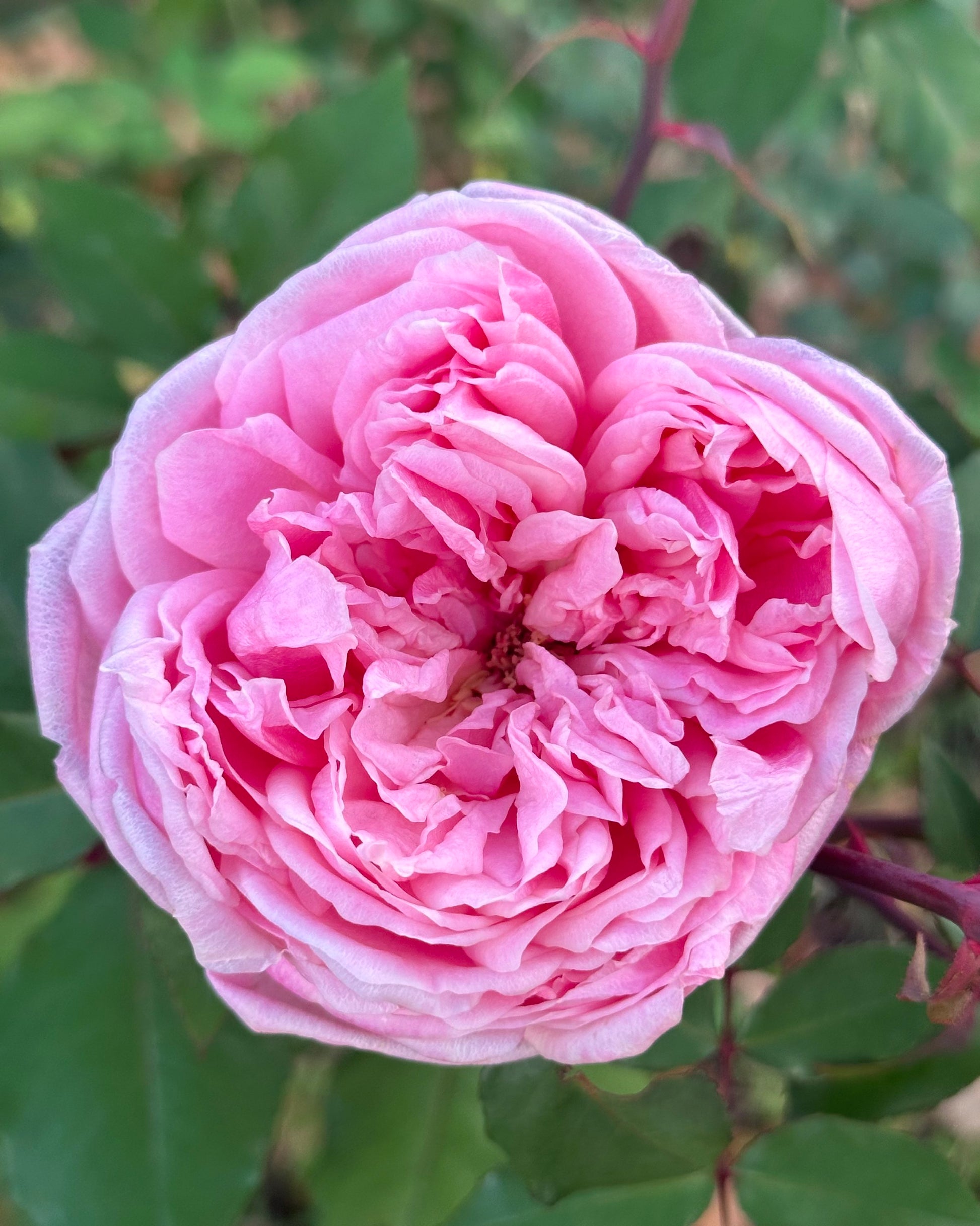 Mrs. B R Cant image 0