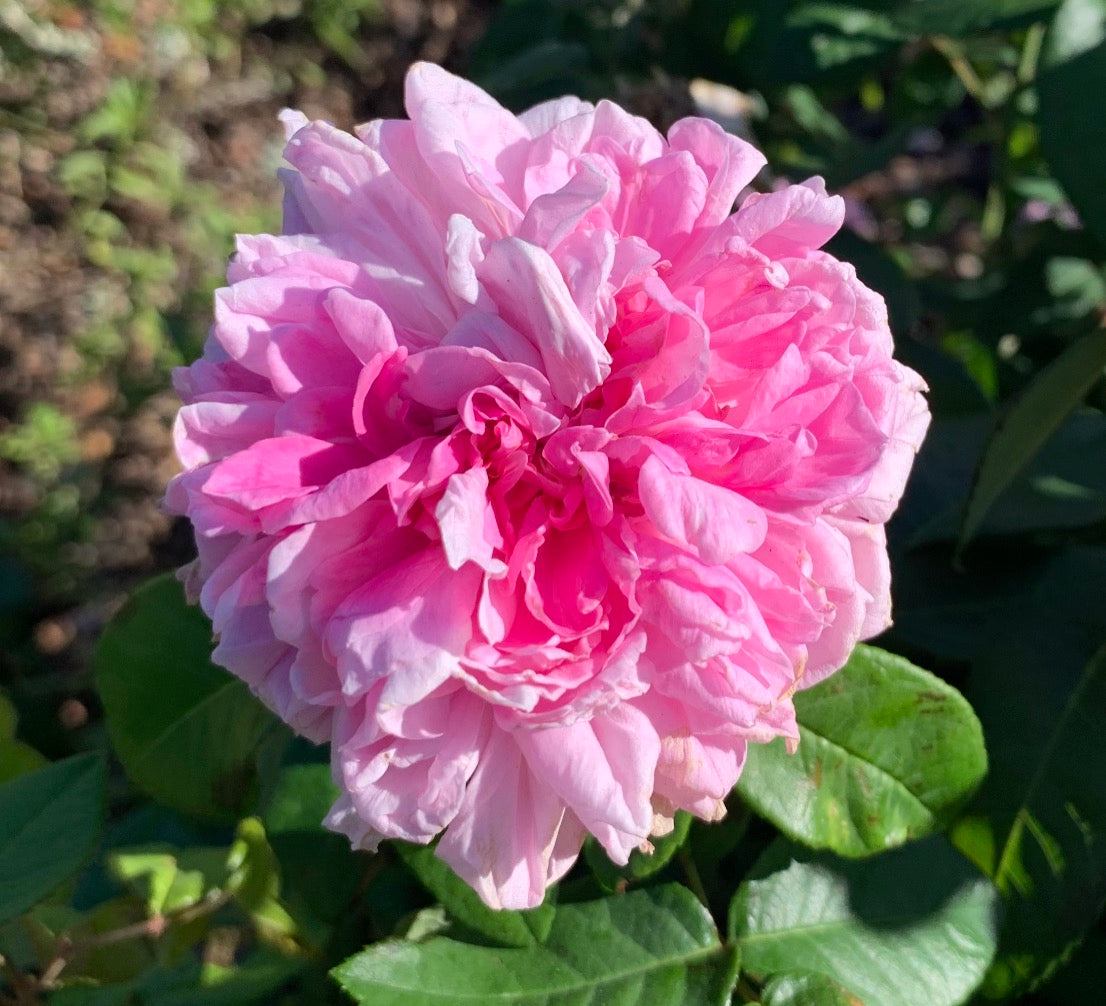 Enfant de France image 1