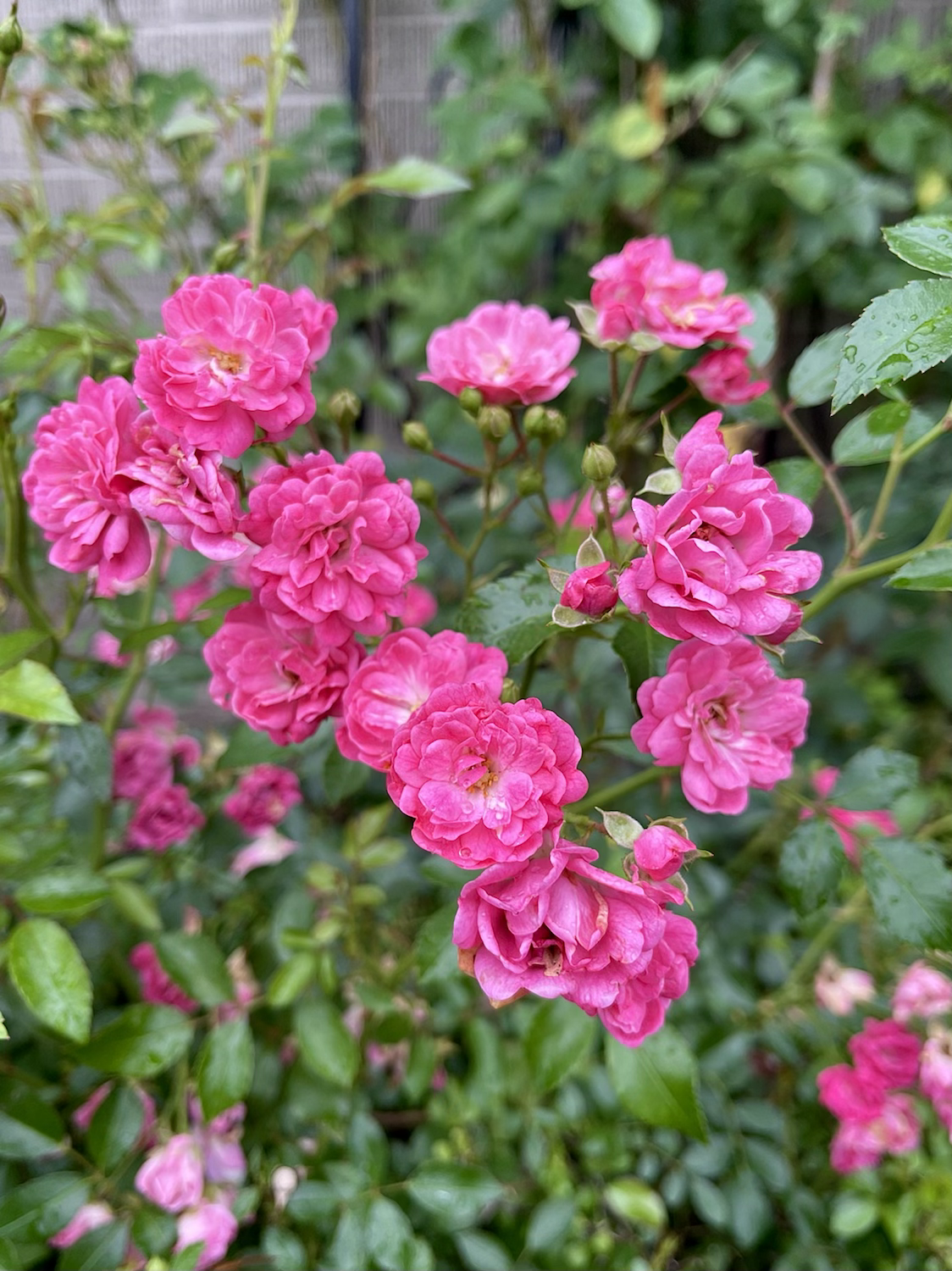 Lovely Fairy image 0