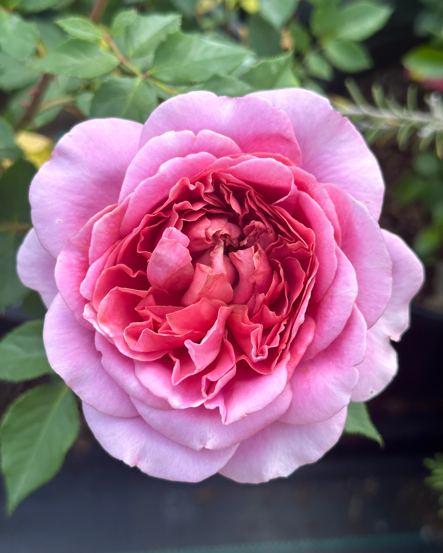 Robe a la Francaise image 1