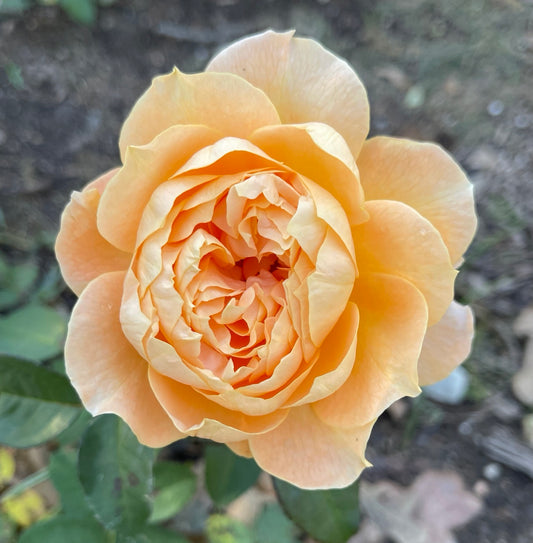 Forever Amber image 0