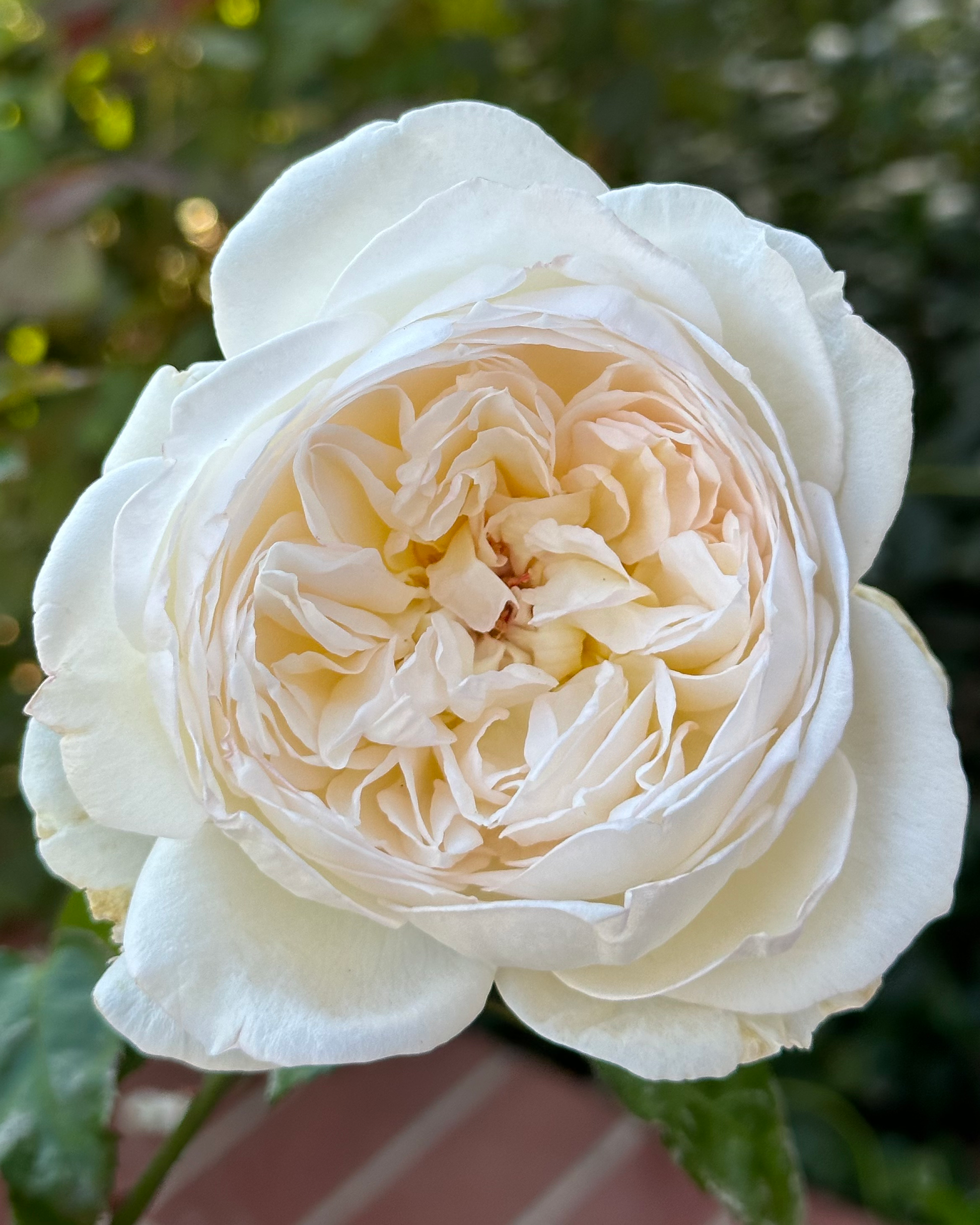 Edelweiss (MEIdelweis) image 2