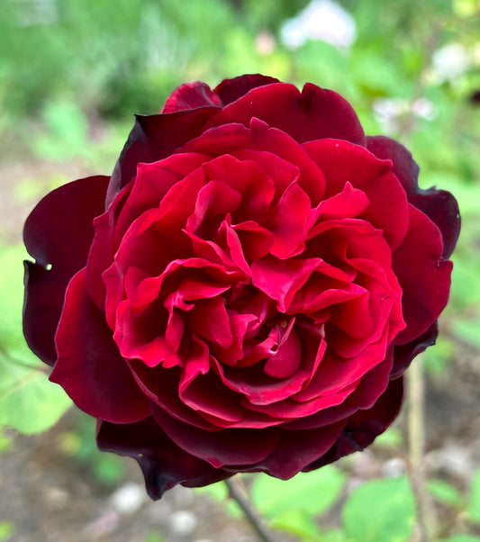 Francis Dubrieul image 0