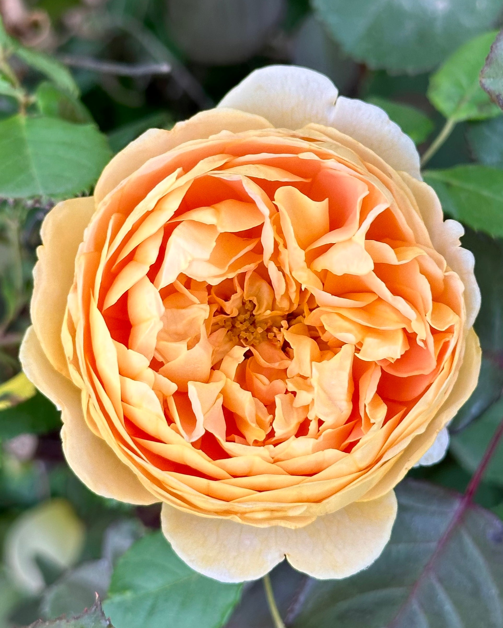 AUSbaker – One Love Rose and Gardens