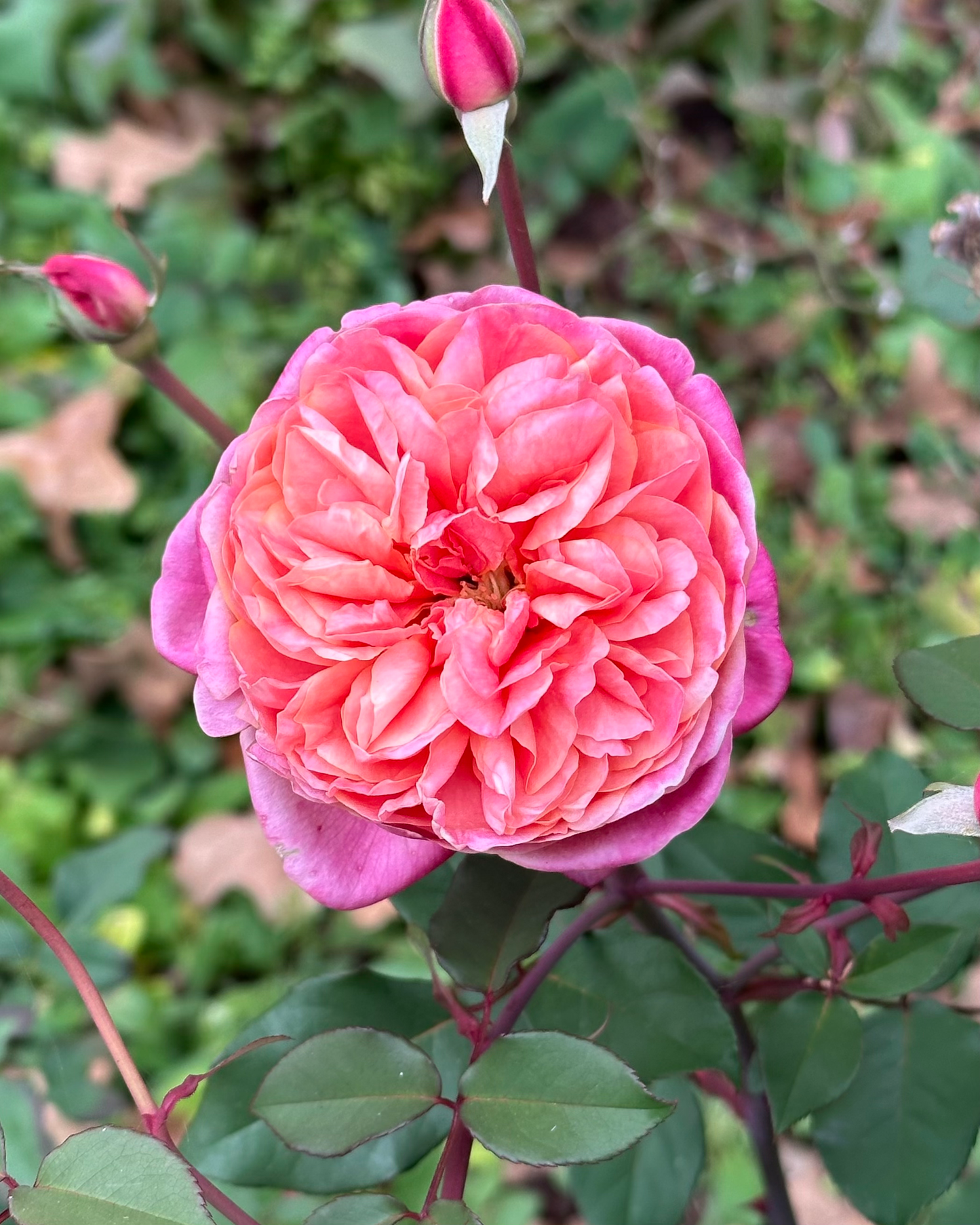 Monsieur Tillier image 0