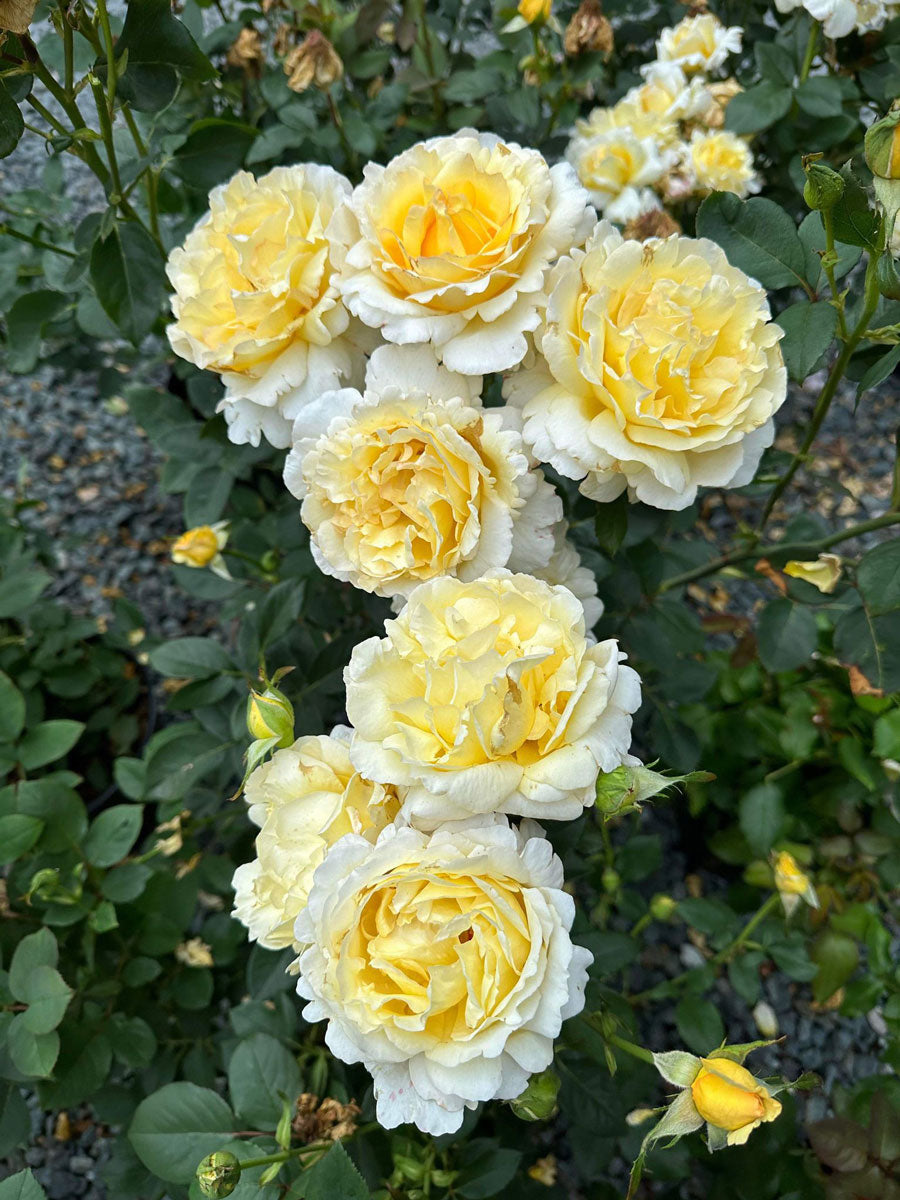 Heavenly Splendor image 1