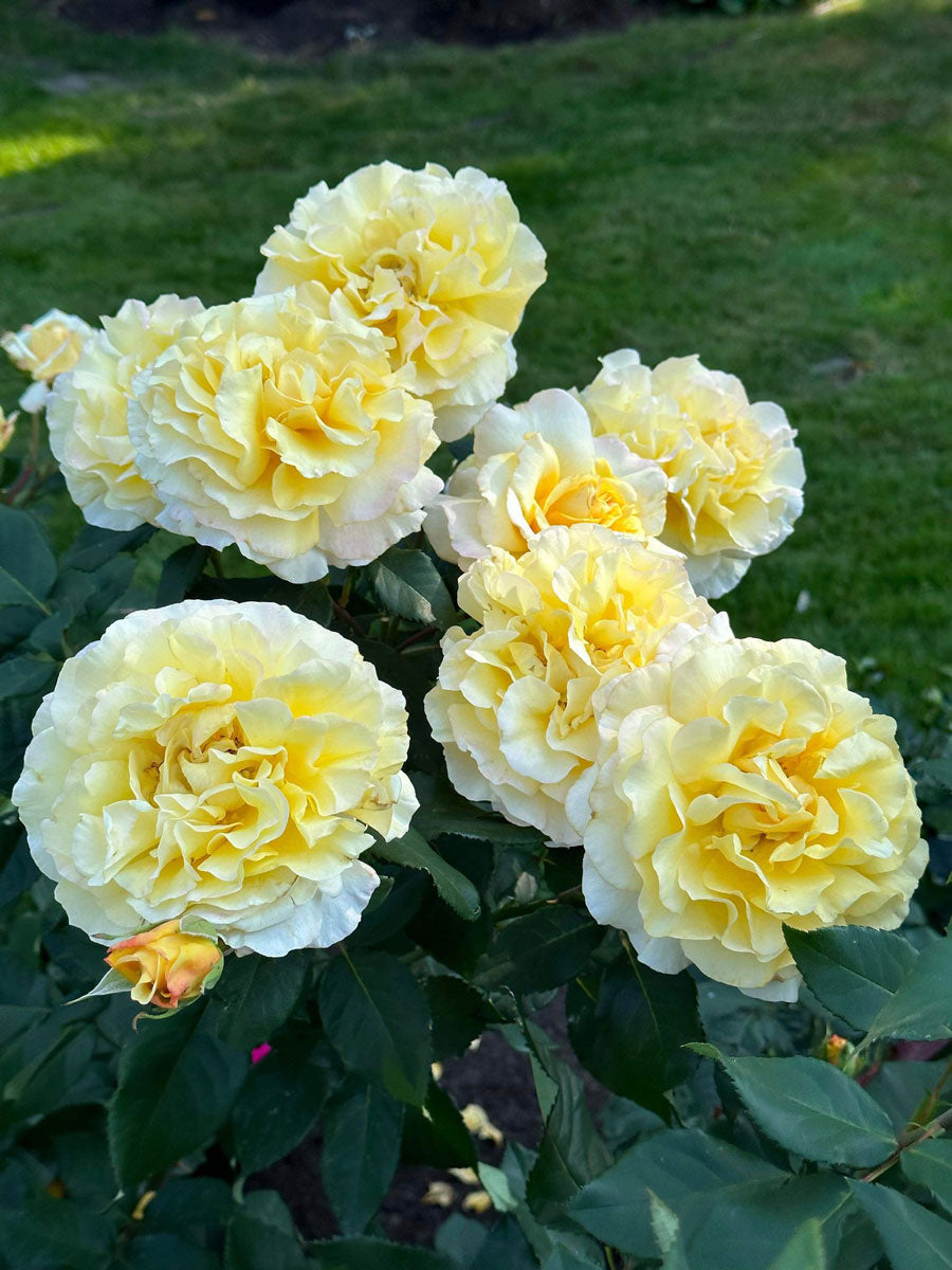 Heavenly Splendor image 0