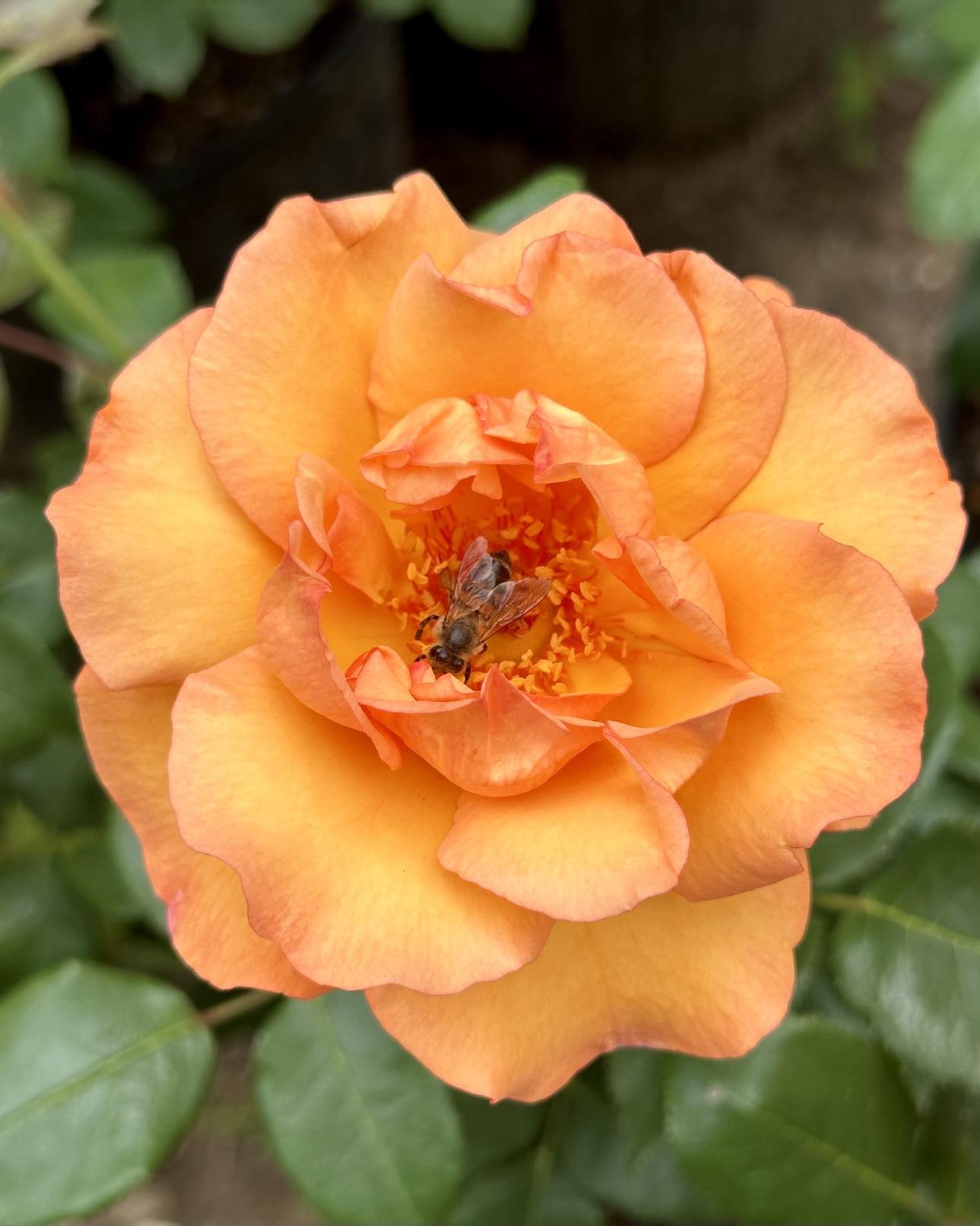 George's 90th Birthday image 1