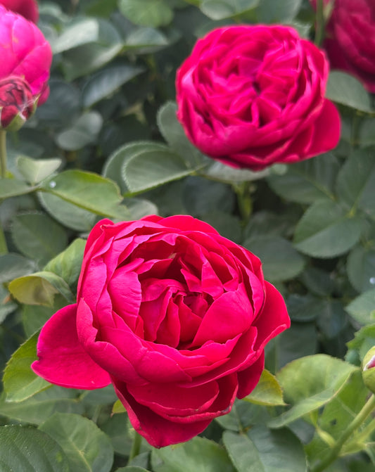 Ascot (TAN01757) image 0