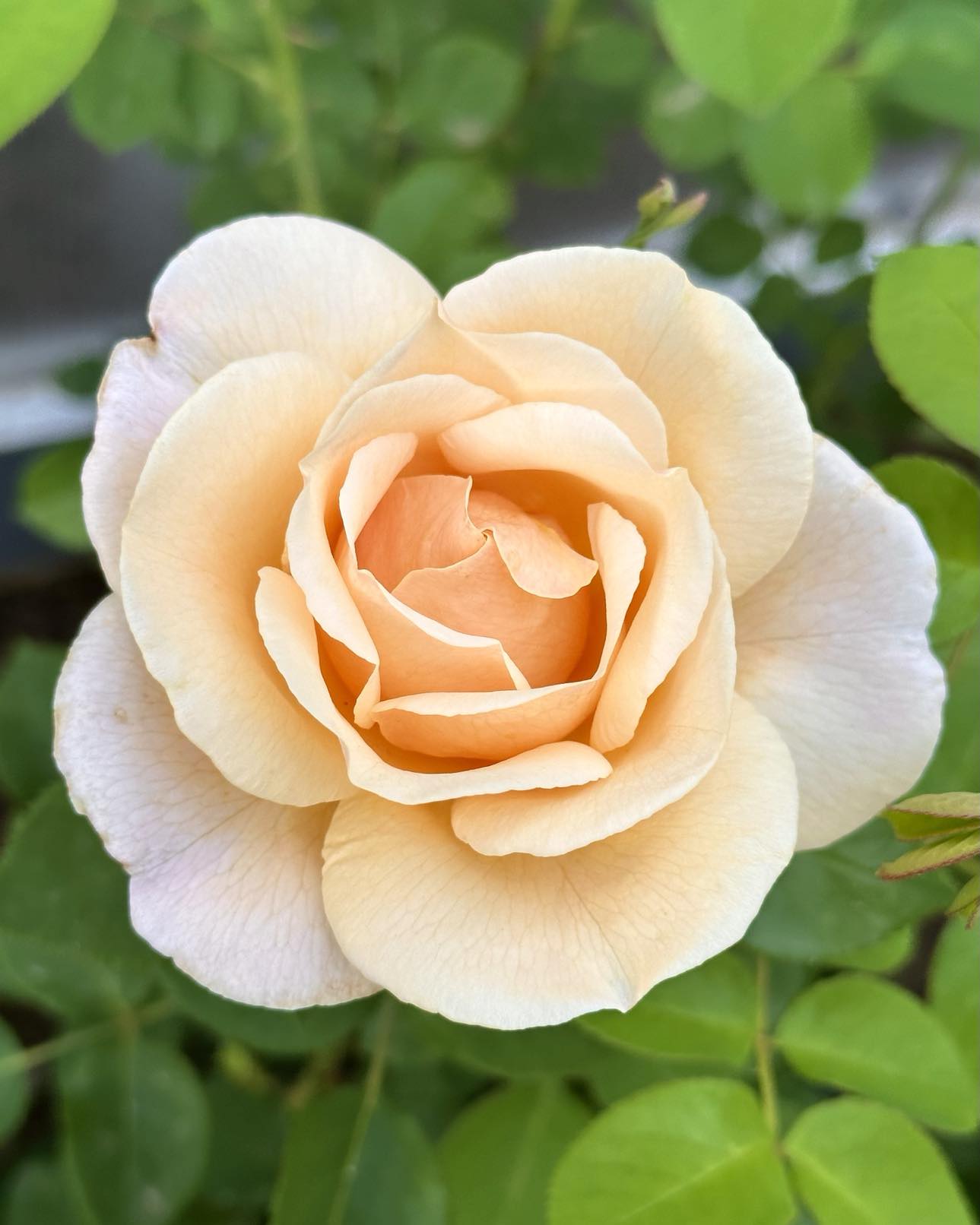 Beverly Anne Clay image 2