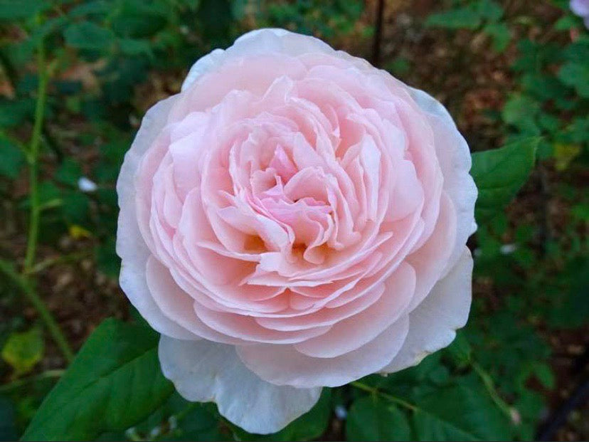 Help Me Find Roses AUSblush – One Love Rose and Gardens