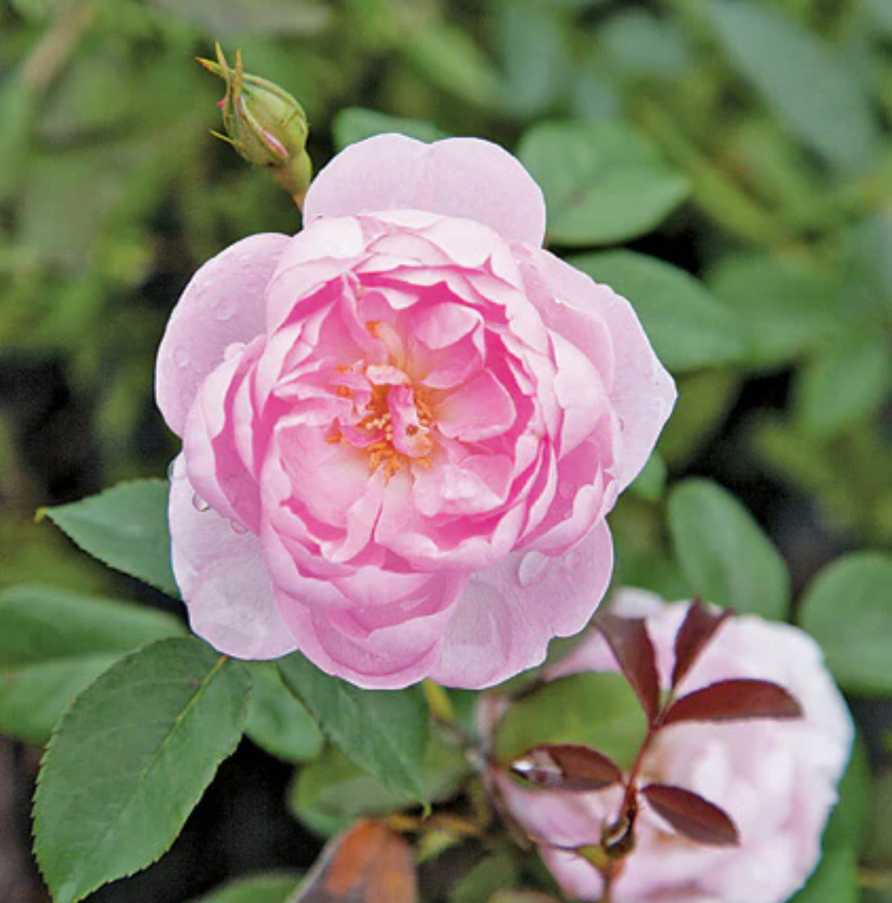 Ann’s Beautiful Daughter image 0