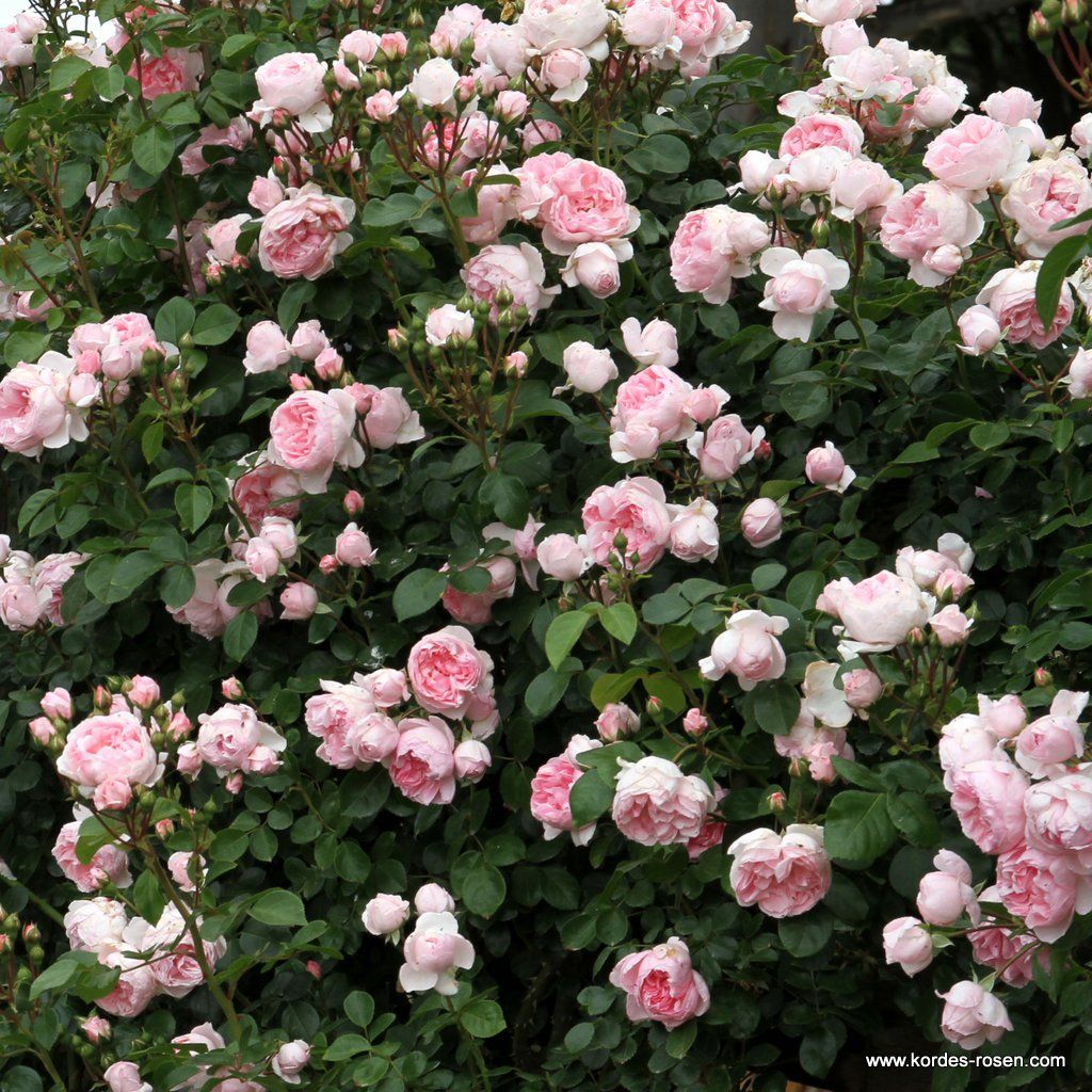 Cinderella Fairy Tale image 0