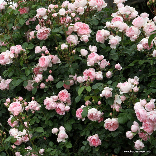 Cinderella Fairy Tale image 0