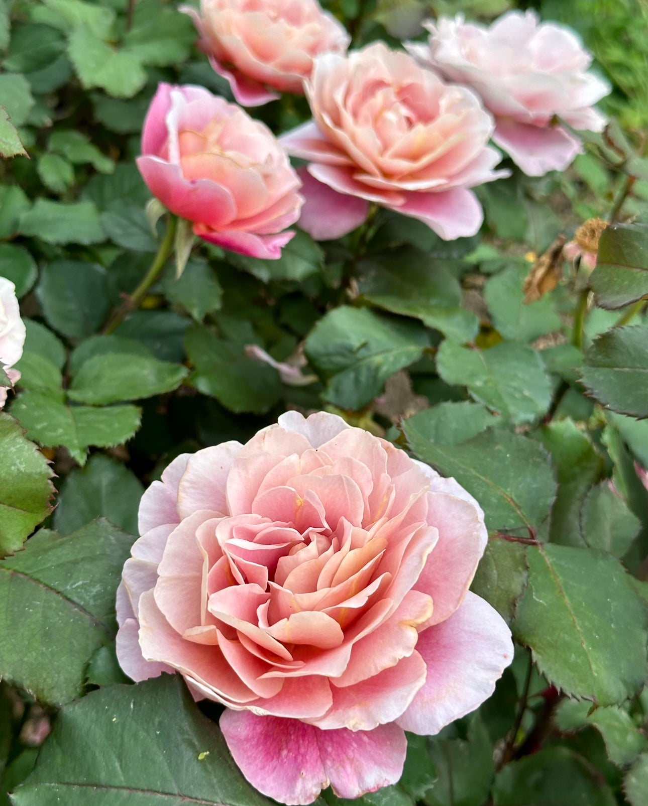 Distant Drums image 0