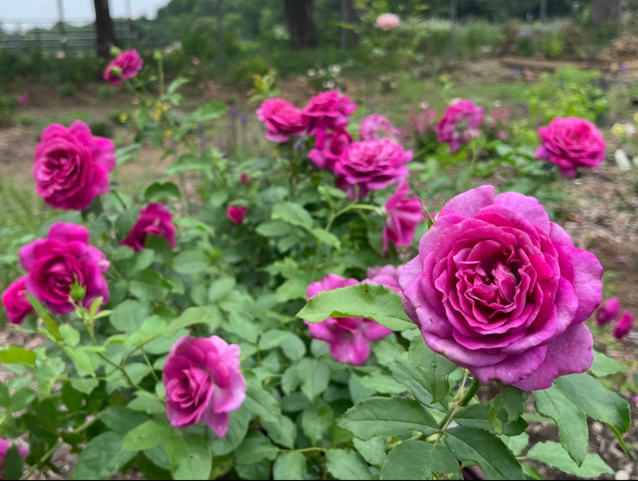 Sweet Madame Blue image 1