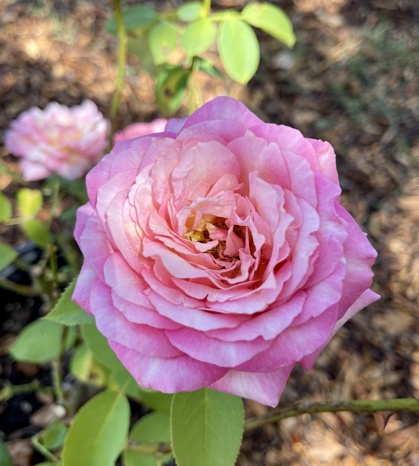 DELstrirojacre image 1