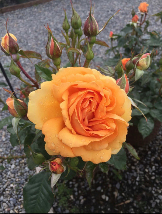 Golden Beauty (KORberbeni) image 0